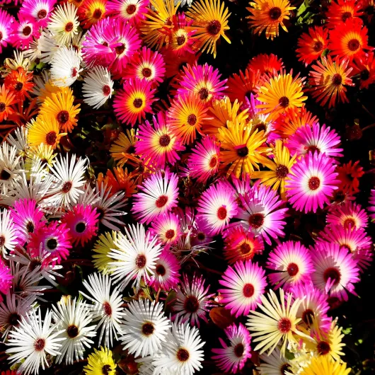 Mix Ice Plant Seeds - 5000 Pcs Perennial, Drought Tolerant Ground Cover Seeds for Planting Vibrant Trailing Blooms, Ideal for Sunny Gardens & Xeriscape Landscaping 5000 Seeds Mix