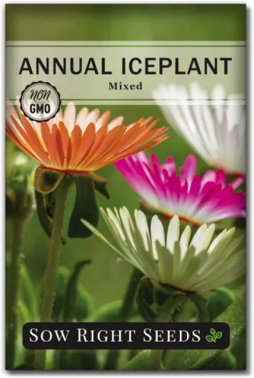 Ice Plant Flower Seeds for Planting - Non-Invasive Livingstone Daisy, Succulent Like Leaves - Beautiful Flowers to Plant in Your Garden - Non-GMO Heirloom Packet (1)