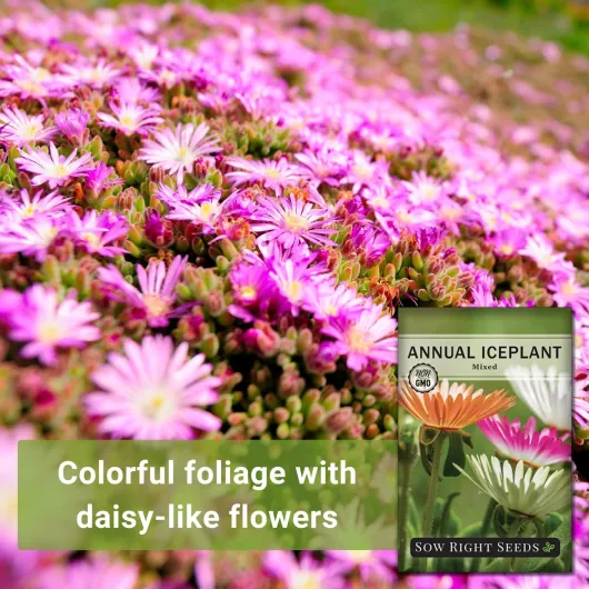 81aDCPQnP0L._AC_SL1500_