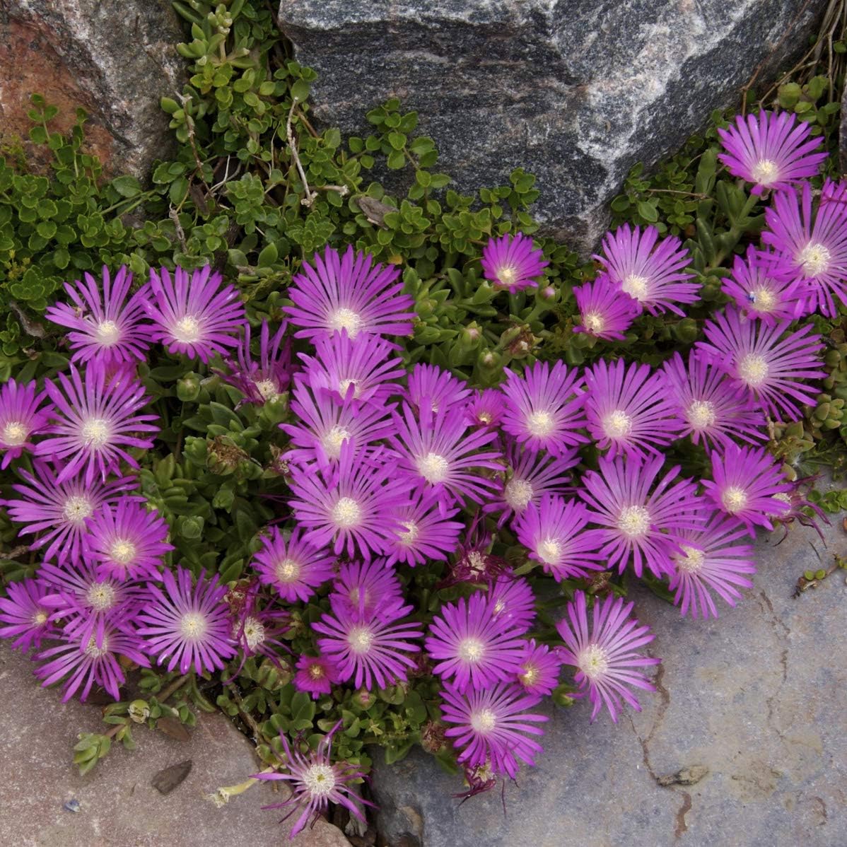 100 Seeds Perennial Delosperma Cooperi Ice Plant Table Mountain Ground Cover Seeds for Planting