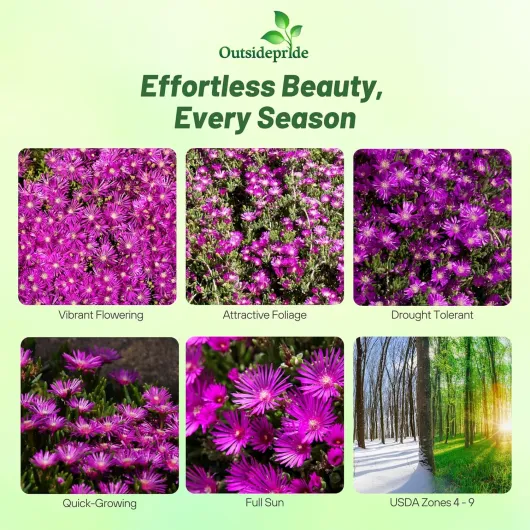 91UBvhTThiL._AC_SL1500_