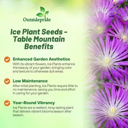 81n9f1CCSyL._AC_SL1500_