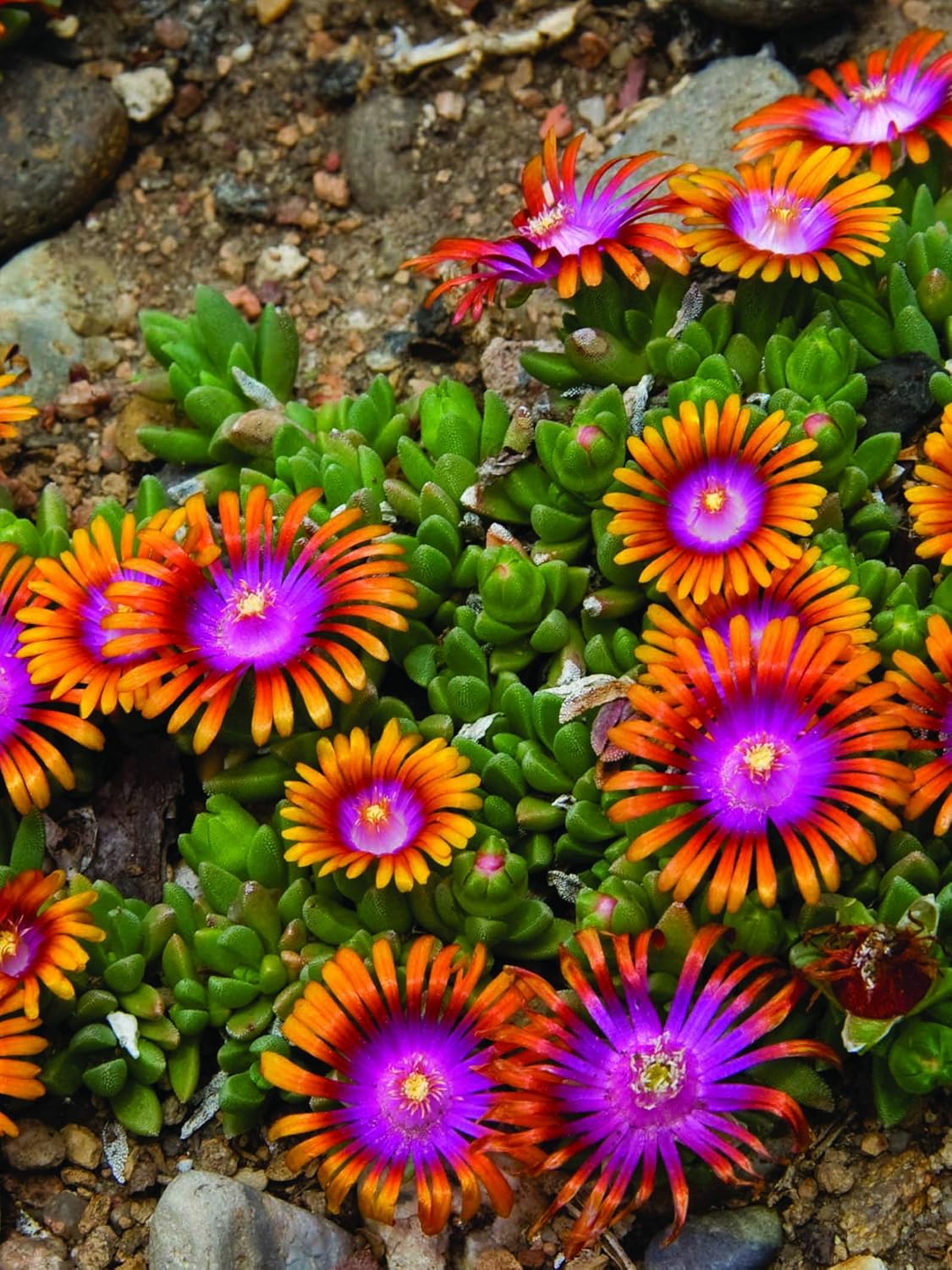 Perennial Farm Delosperma 'Fire Spinner' – Live Groundcover in 1 Quart, Vivid Orange Petals with Purplish-Pink Centers, Drought Tolerant, Heat Loving, Ideal for Rock Gardens & Edging Fire Spinner 1 Quart