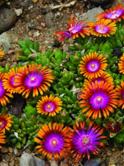 Perennial Farm Delosperma 'Fire Spinner' – Live Groundcover in 1 Quart, Vivid Orange Petals with Purplish-Pink Centers, Drought Tolerant, Heat Loving, Ideal for Rock Gardens & Edging Fire Spinner 1 Quart